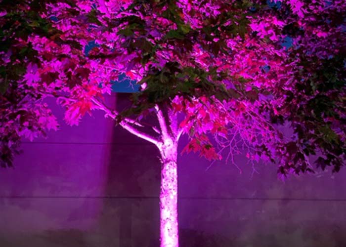 Pink LED lighting illuminating trees
