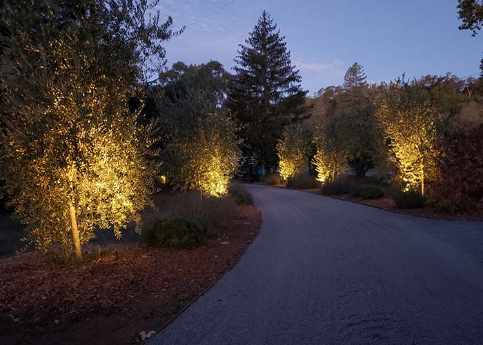 Landscape lighting along driveway