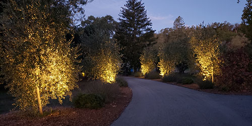 Landscape lighting along driveway